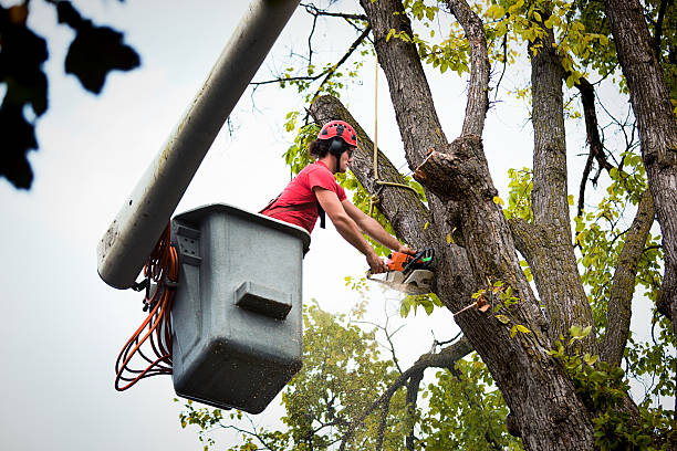 Best Arborist Consultation Services  in Inkster, MI